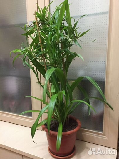 Сортовавые традесканции и хлорофитум