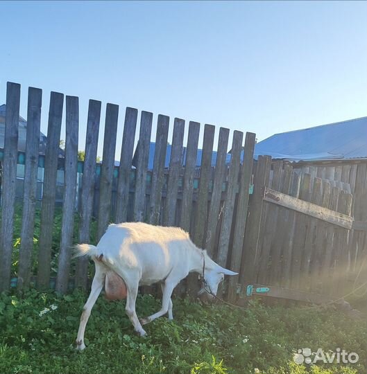 Продается коза