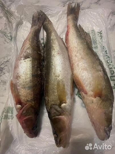 Судак свежемороженный, Астраханский