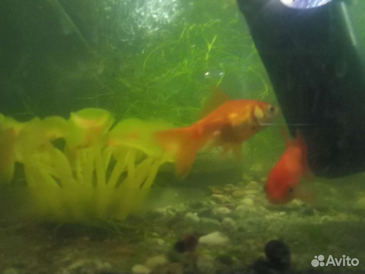 Аквариум