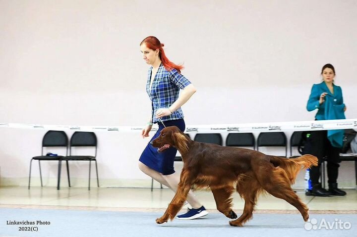 Ирландский сеттер, вязка