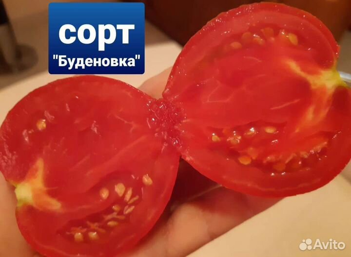 Семена лучших сортов помидор из СССР