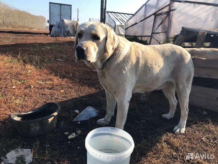 Лабрадор в добрые руки