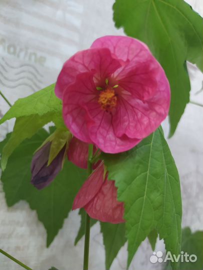 Абутилон (комнатный клён)