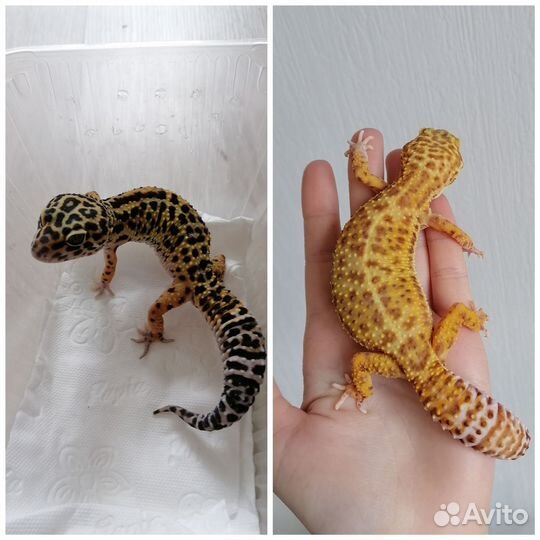 Самец эублефар нормал гет Ба