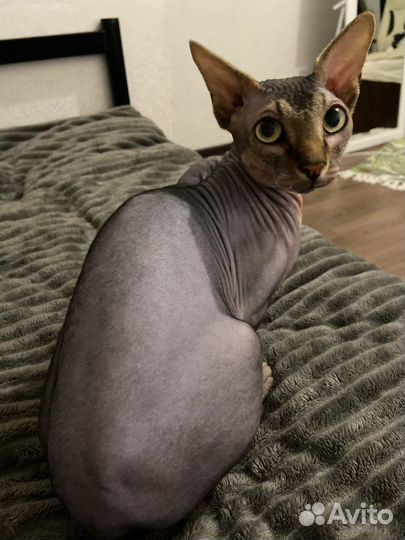 Шикарный канадец для вашей кошечки