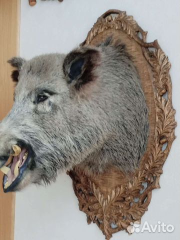 Чучело головы кабана