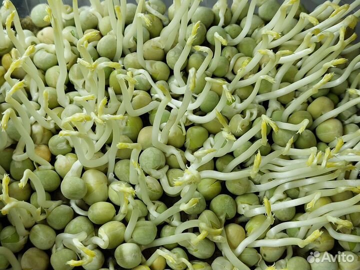 Семена гороха на микрозелень, Мадрасс 1кг