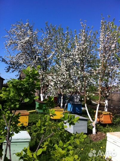 Пчелосемьи