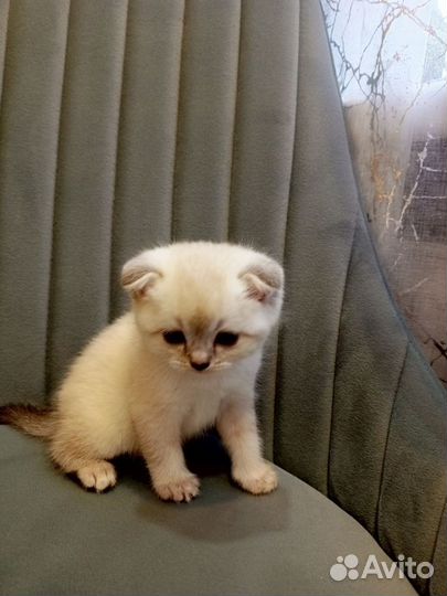 Британские котята