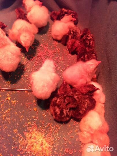 Цыплята бресс гальский и брекель