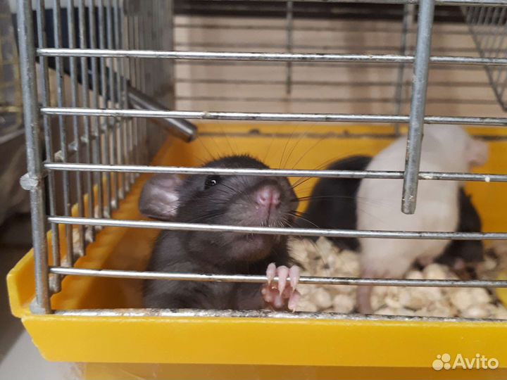 Крыса дамбо самцы