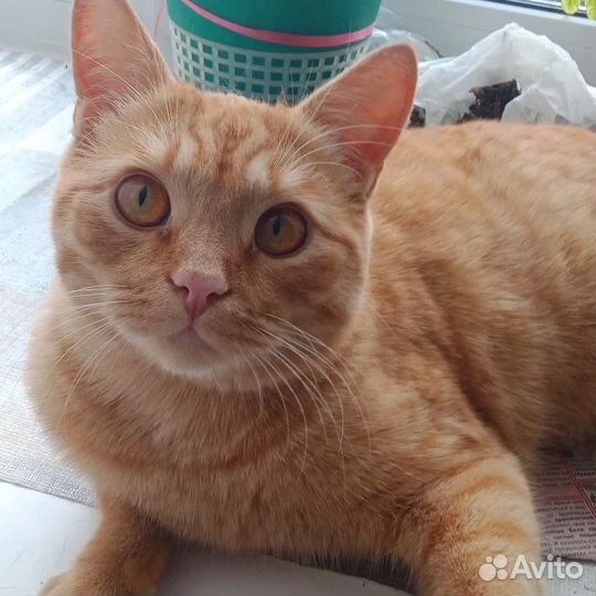 Кот рыжик Лева