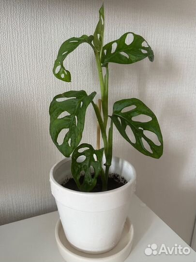 Монстера манки вместе с горшком