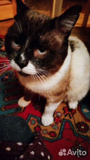 Котя ищет семью