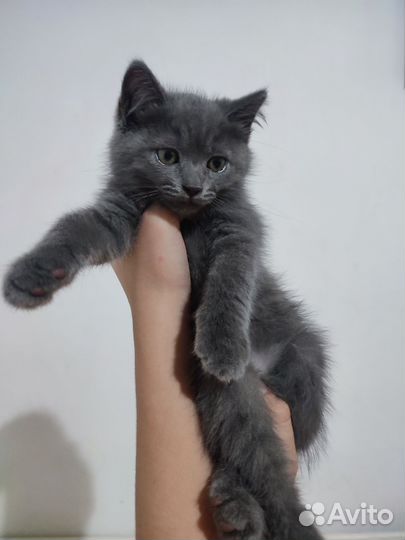 Британский котёнок