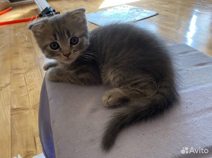 Котенок мальчик 9 недель