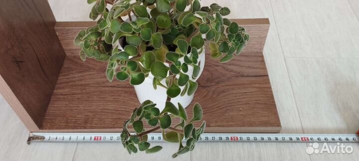 Полка настенная для цветов