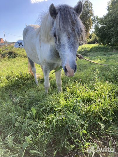 Лошадь пони