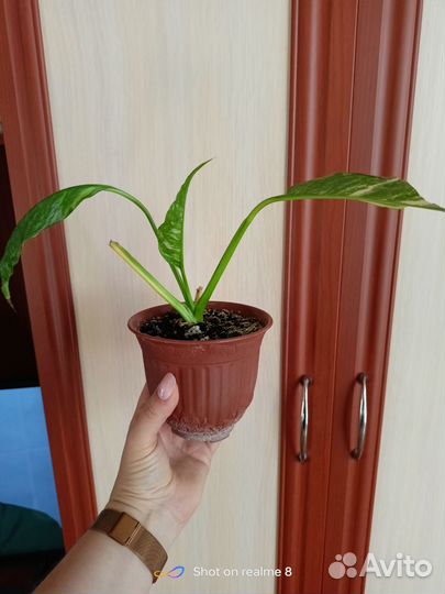 Рео.Сингониум.Аглоанема Мария, спатифиллум