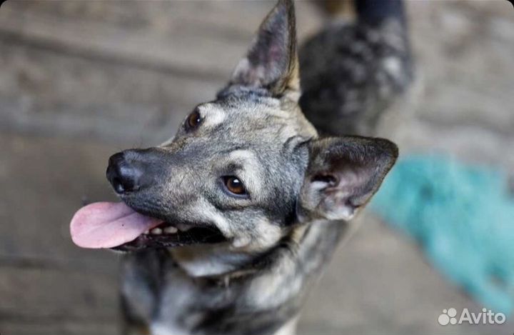 Отдам собаку в добрые руки