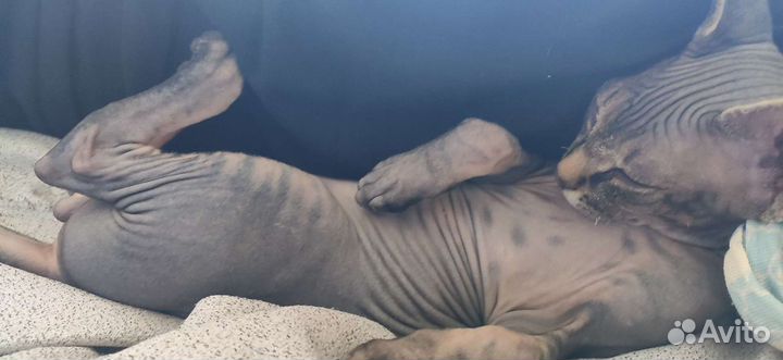 Кот сфинкс вязка