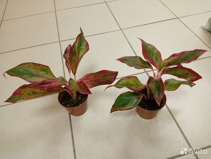 Аглаонема Red fire, кротон, калатея Лубберса
