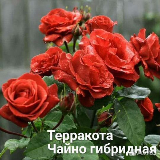 Саженцы чайно-гибридной розы