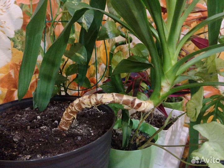 Пальма юкка