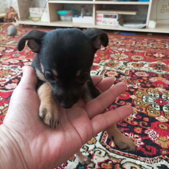 Той-терьер щенки