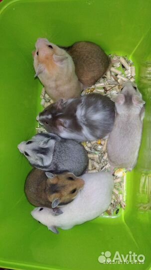 Сирийские хомяки ручные молодые питомник