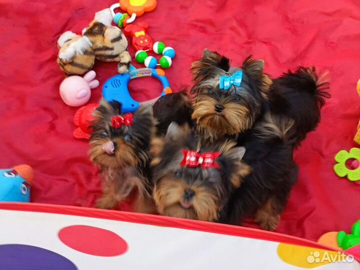 Йорки. Документы. Клеймо. Беби фейс. Привиты