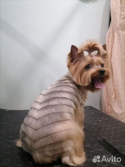 Стрижка собак