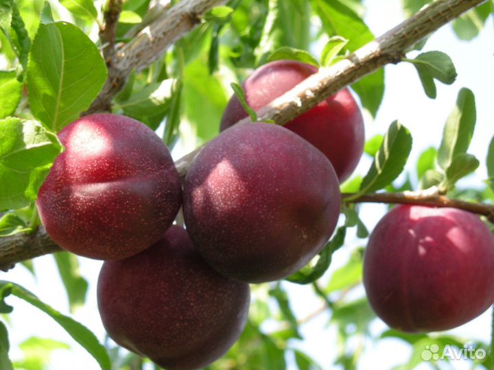 Черенки для прививки