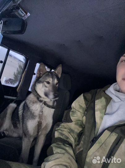 Западно сибирская лайка возраст 2 года