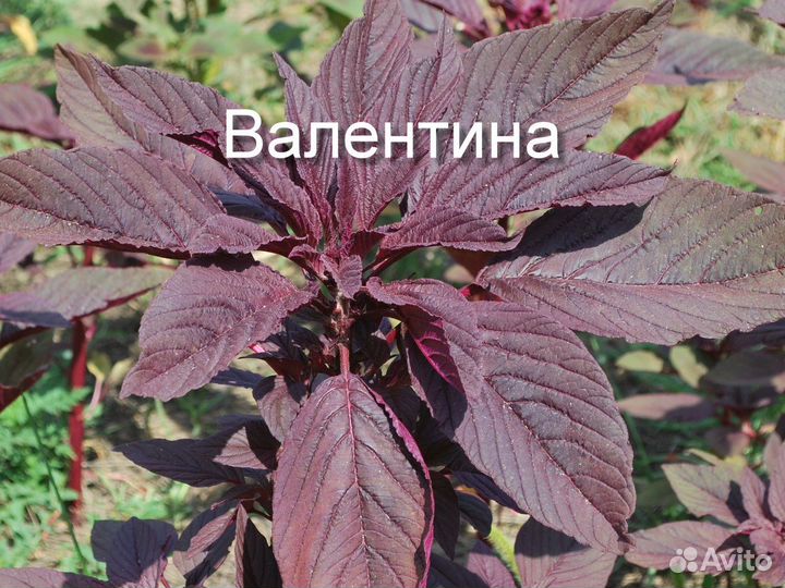 Амарант зерновой, овощной, салатный, чайный