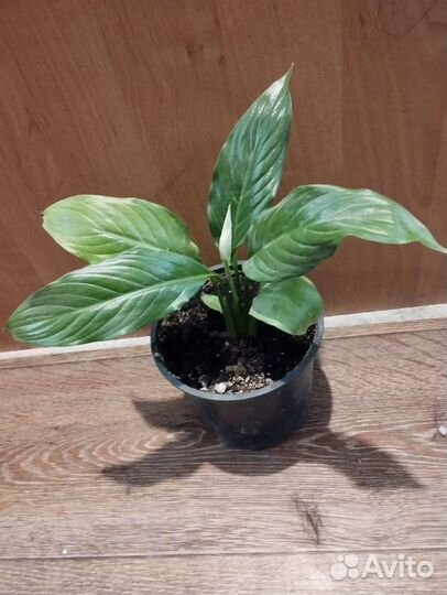 Спатифиллум