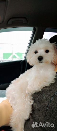 Подрощенная мальтипу f1