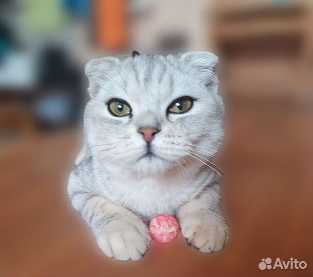 Шотландская