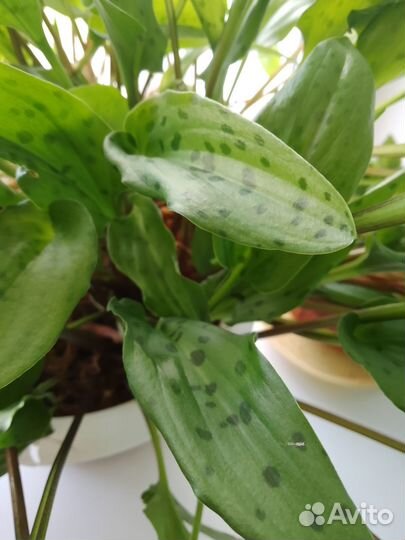 Комнатное растение, луковица