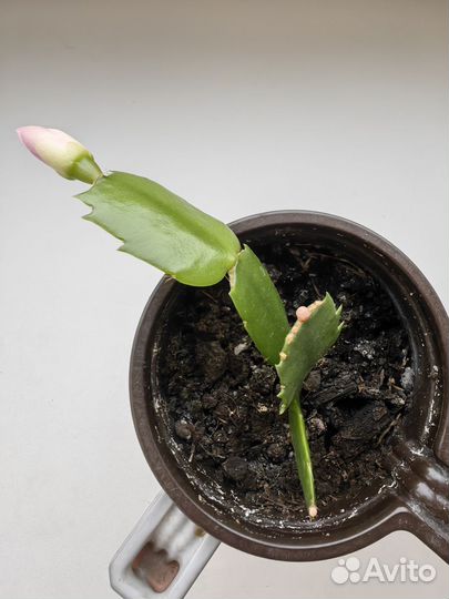 Декабрист шлюмбергера