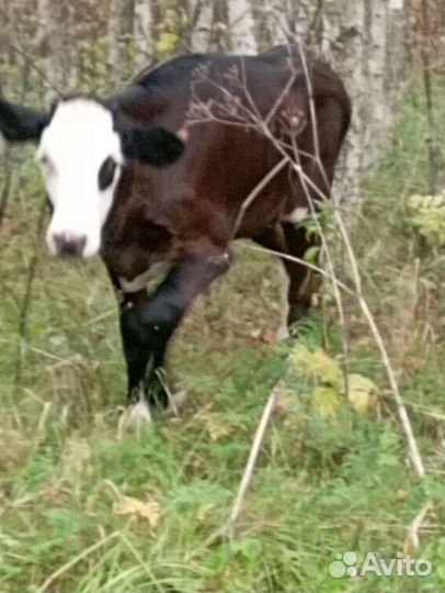 Корователка на племя