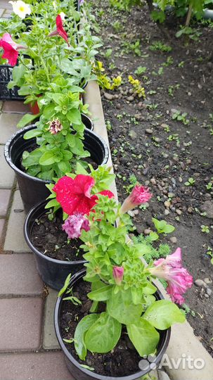 Петунья ампельная