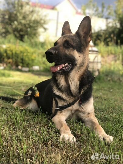 Зоогостиница/Гостиница для собак(видеонаблюдение)