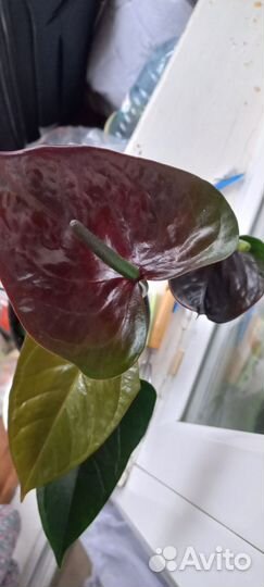 Комнатные растения