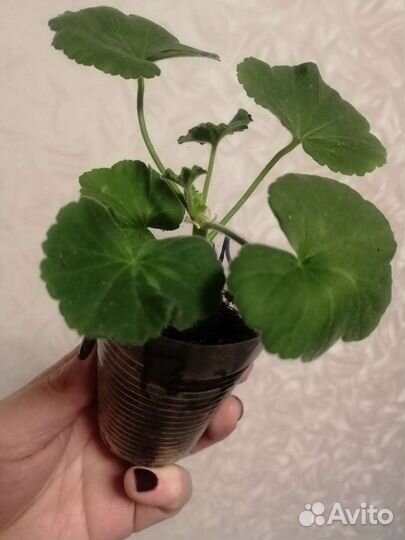 Пеларгония герань