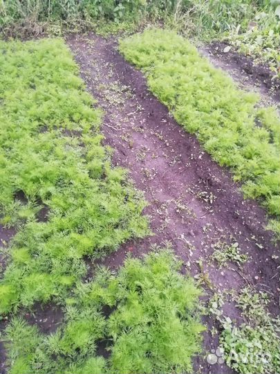 Укроп и редис