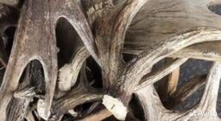 Рога лось олень марал