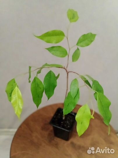 Фикусы Бенджамина:Регидан и Денилайт