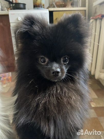 Померанские карликовые шпицы